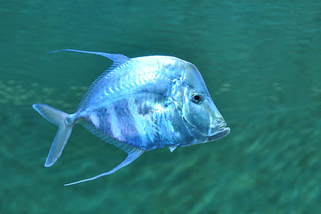 grey fish thumbnail
