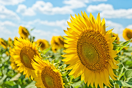 selective photo of sunflowers thumbnail