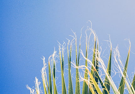 sky, plant, palm, leafe thumbnail