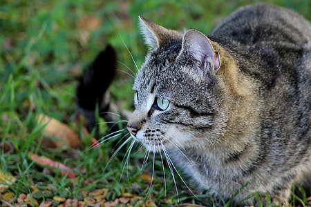 gray tabby cat on green grasses thumbnail