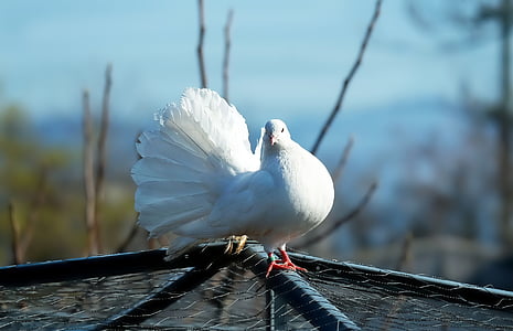 close-up photography of white fantail dove thumbnail