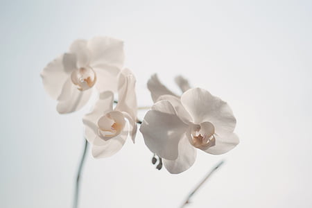 white petaled flowers thumbnail