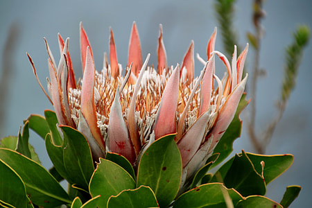 pink king protea flower thumbnail