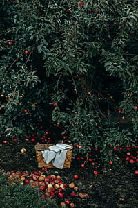 brown wicker basket under green tree thumbnail