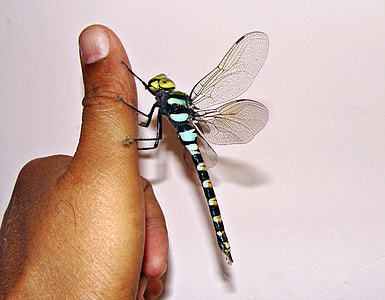 closeup photo of black and teal spotted dragonfly perching on human fingre thumbnail