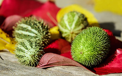 four round green fruits thumbnail