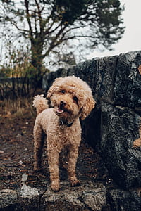 poodle standing on concrete wall thumbnail