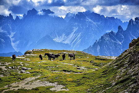 herd of horses on green mountain peak thumbnail