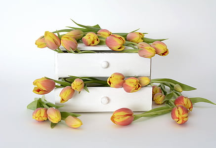 yellow and red tulips thumbnail