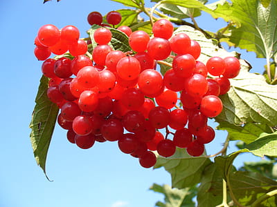selective focus photography of red fruit thumbnail