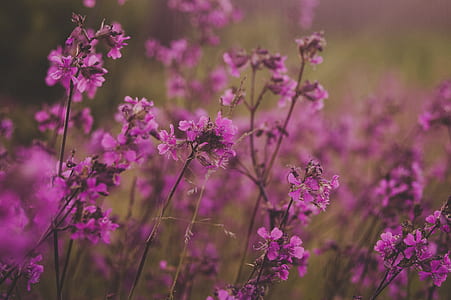 Selective Focus Photography of Pink Flowers thumbnail