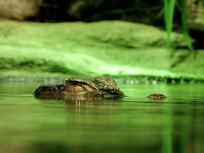 Green Crocodile Under Body of Water thumbnail
