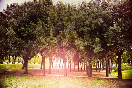 sun, sunshine, trees, grass thumbnail
