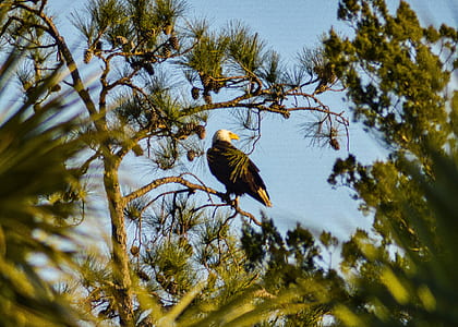 black bird perching on tree branch thumbnail