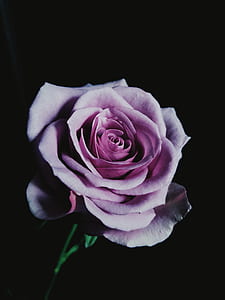 purple flower thumbnail