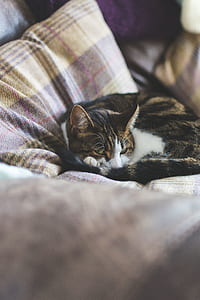 calico cat on gray and brown plaid pet bed thumbnail