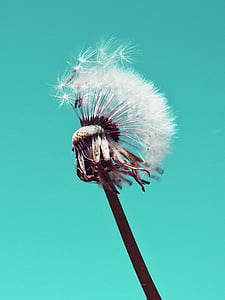 close-up photography of white dandelion thumbnail