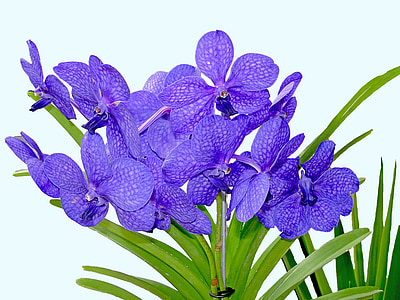 purple orchid flowers thumbnail