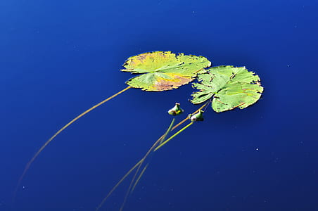 two green waterlilies on body of water thumbnail