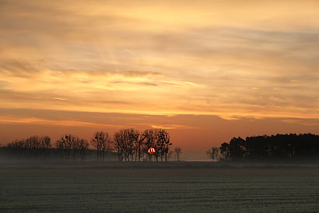 bare tree under white and orange skies during sunset thumbnail