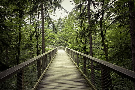 brown wooden bridge between forest under cloudy sky thumbnail