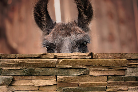 shallow focus photography of gray donkey thumbnail