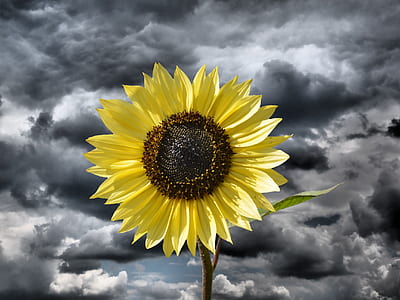 selective color of sunflower thumbnail