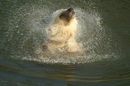 closeup photo of polar bear in the water thumbnail