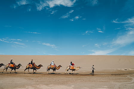 people riding on camels under blue sky during daytime thumbnail