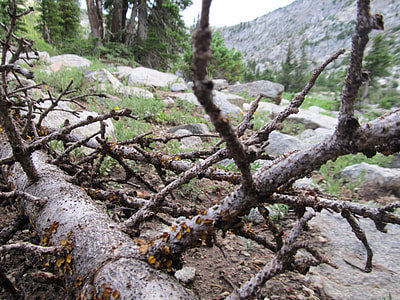 Forest Dieback, Forest Decline thumbnail
