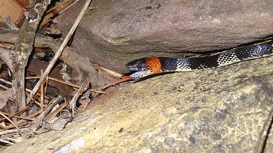 black, white, and red striped snake on gray rock thumbnail