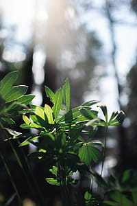 Focus Photography of Green Leaf Plants thumbnail