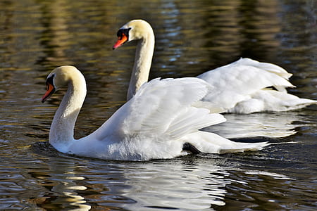 two white swan on body of water during daytime thumbnail