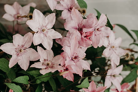 Close-up Photo of Pink Petaled Flowers thumbnail