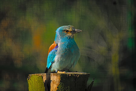 blue and grey bird on tree branch thumbnail