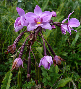 purple petaled flower and fern plants thumbnail