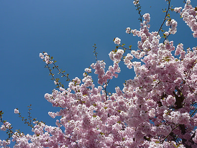 Cherry Tree Blossom, Spring thumbnail
