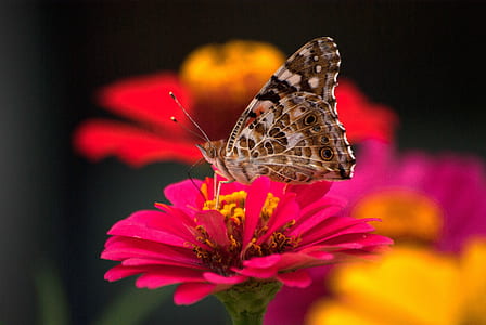 brown and white butterfly perching on pink flower thumbnail