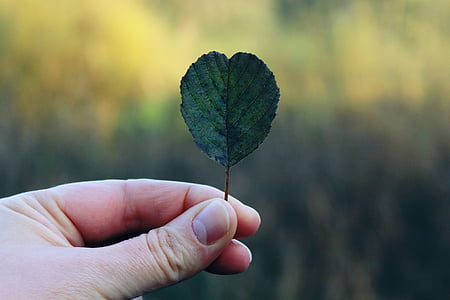 person holding leaf thumbnail