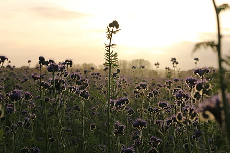 purple flower field thumbnail