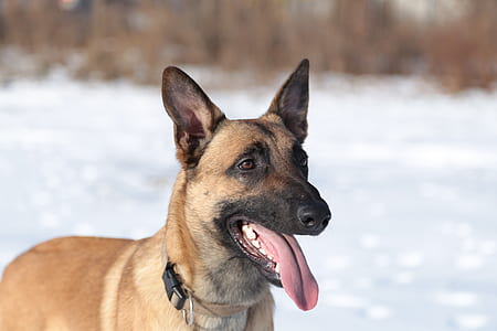 snow, winter, animal, dog thumbnail