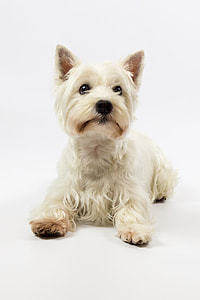 West Highland Terrier, Westie thumbnail