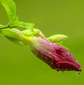 closeup photography of red petaled flower thumbnail