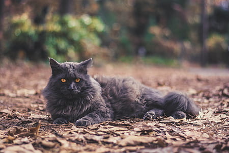 cat lying on dry leaves thumbnail