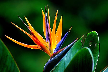 orange and blue birds of paradise flower closeup photo thumbnail