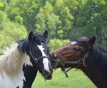 two black and brown horses near trees at daytime thumbnail