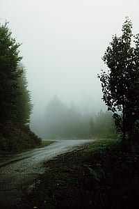 photo of green leaf trees with fogs thumbnail