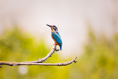 blue and yellow kingfisher perched on brown tree branch during daytime thumbnail