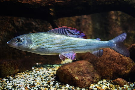 gray fish thumbnail