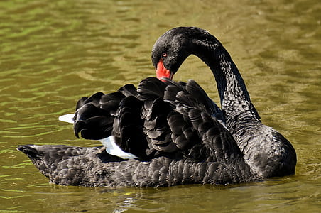 black swan in water thumbnail